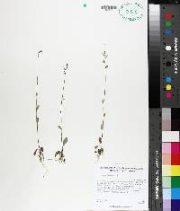 Lobelia appendiculata image