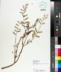 Astragalus canadensis image