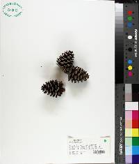 Pinus echinata image