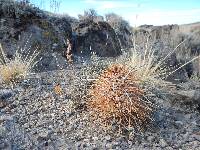 Echinocereus engelmannii image