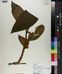 Canna x generalis image