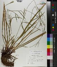 Carex purpurifera image