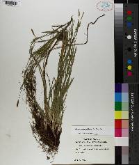 Carex purpurifera image