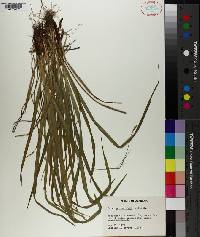 Carex purpurifera image