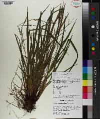 Carex purpurifera image