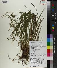 Carex purpurifera image