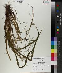 Carex purpurifera image