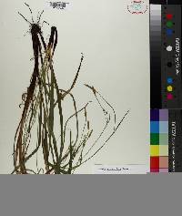 Carex purpurifera image