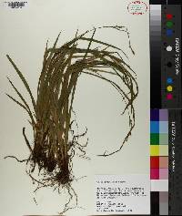 Carex purpurifera image