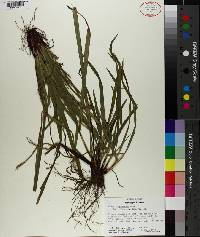 Carex purpurifera image