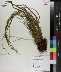 Carex purpurifera image