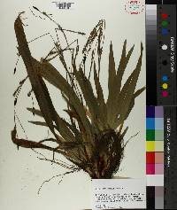 Carex plantaginea image