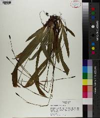 Carex plantaginea image