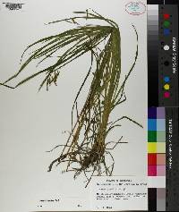 Carex prasina image