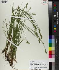 Carex reniformis image