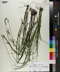 Carex reniformis image