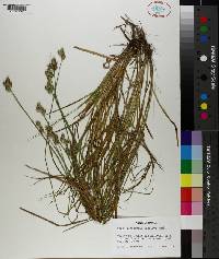 Carex reniformis image