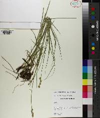 Carex reniformis image