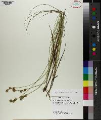 Carex reniformis image