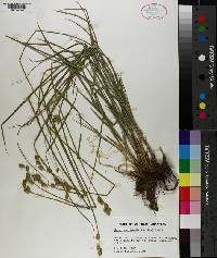 Carex reniformis image