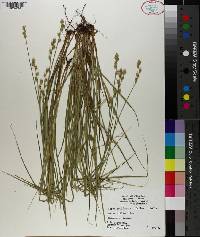 Carex reniformis image