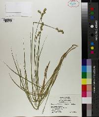 Carex reniformis image