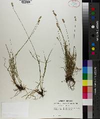 Carex retroflexa image