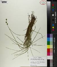 Carex reniformis image