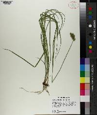 Carex reniformis image