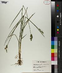 Carex reniformis image