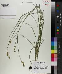 Carex reniformis image