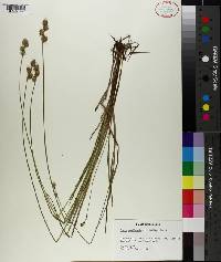 Carex reniformis image