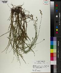 Carex reniformis image