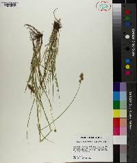 Carex reniformis image