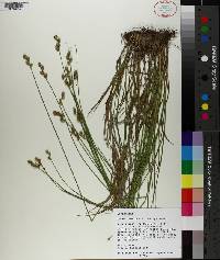 Carex reniformis image