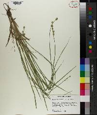 Carex reniformis image