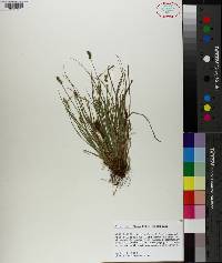 Carex retroflexa image