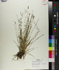 Carex retroflexa image