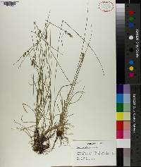 Carex retroflexa image