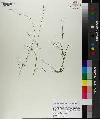 Carex retroflexa image