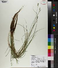 Carex retroflexa image