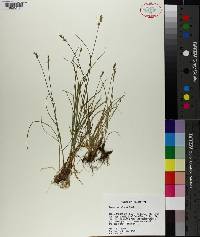 Carex retroflexa image