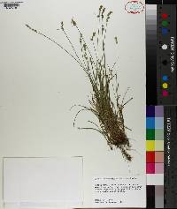 Carex retroflexa image