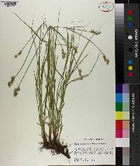 Carex reniformis image