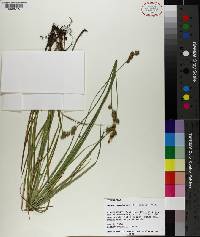 Carex reniformis image