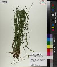 Carex reniformis image