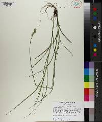 Carex reniformis image