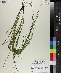 Carex reniformis image