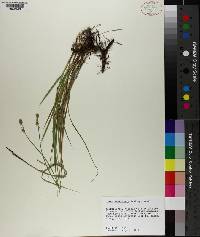 Carex reniformis image