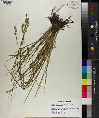 Carex reniformis image